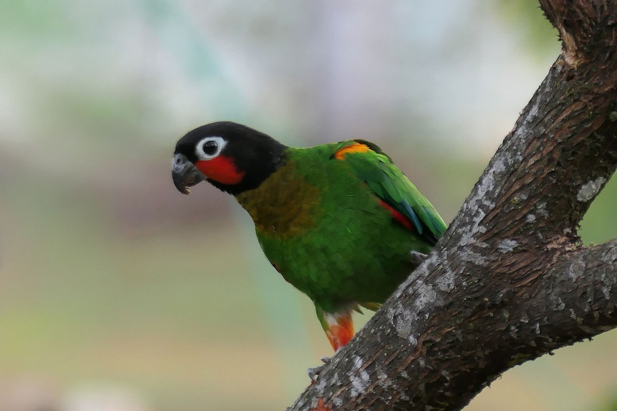 Orange-cheeked Parrot - ML641331590