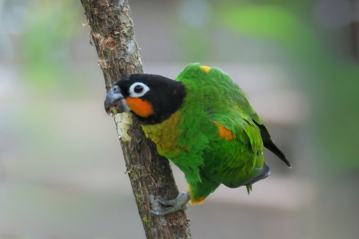 Orange-cheeked Parrot - ML641331591