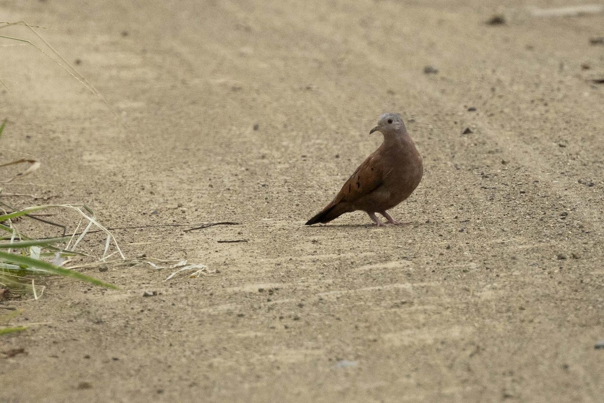 Ruddy Ground Dove - ML641331603