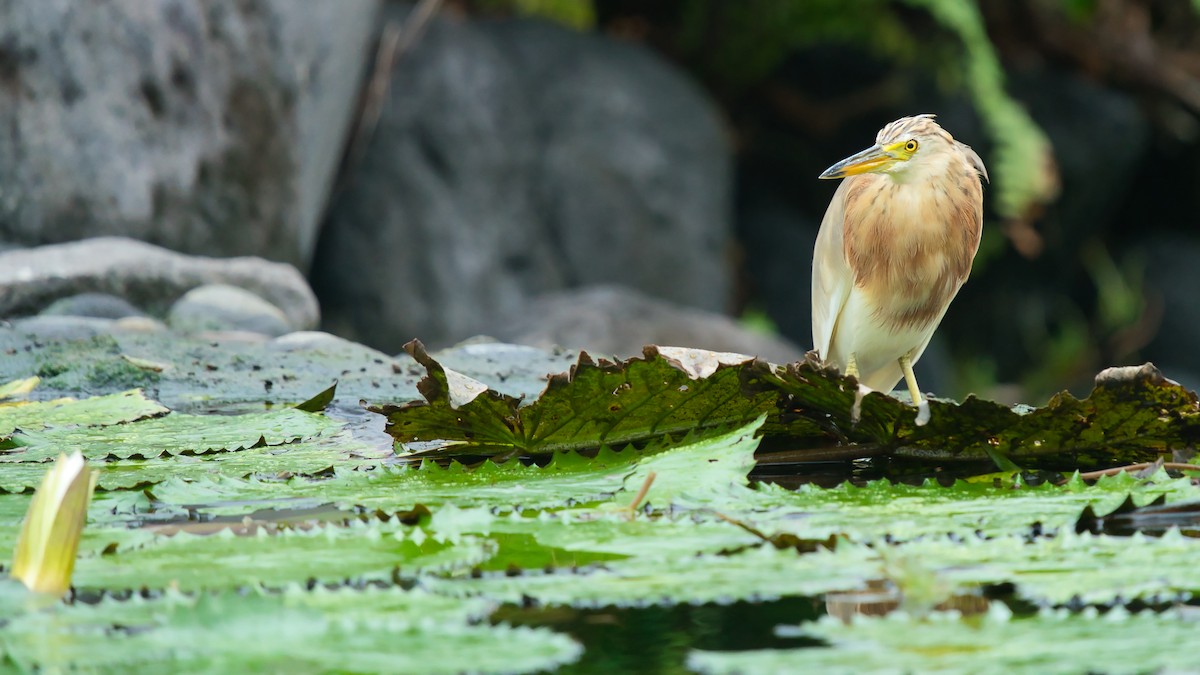 爪哇池鷺 - ML641331604