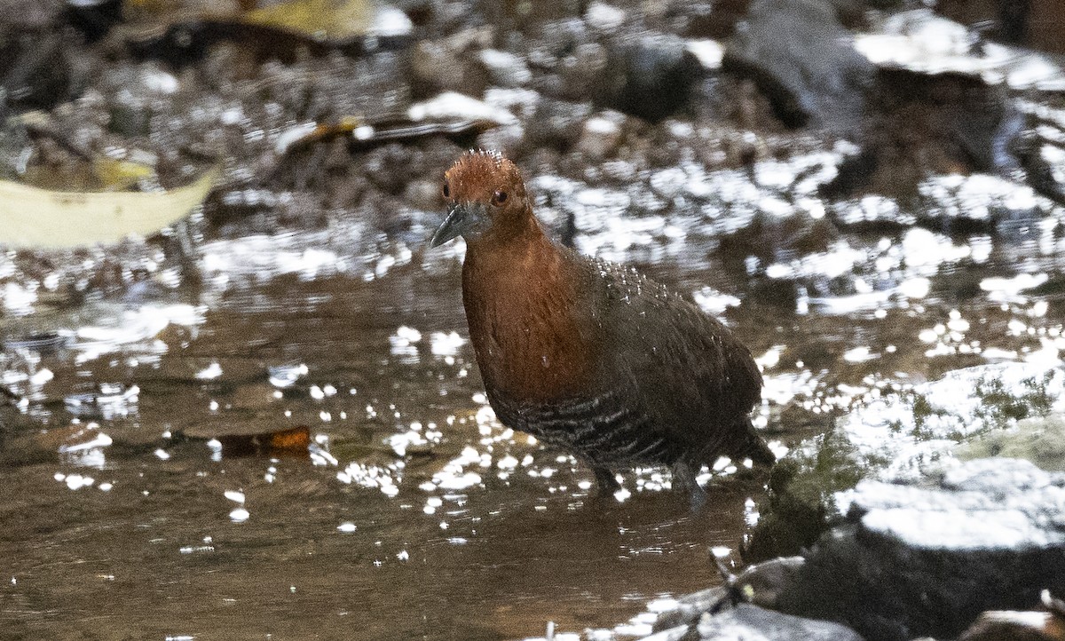 Slaty-legged Crake - ML641331619