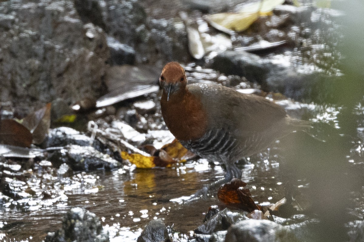 Slaty-legged Crake - ML641331620