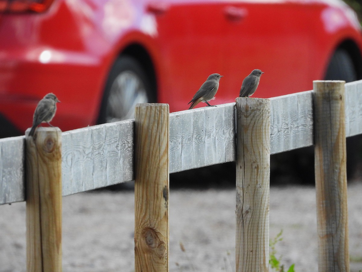 Мойлон гал сүүлт - ML641331627