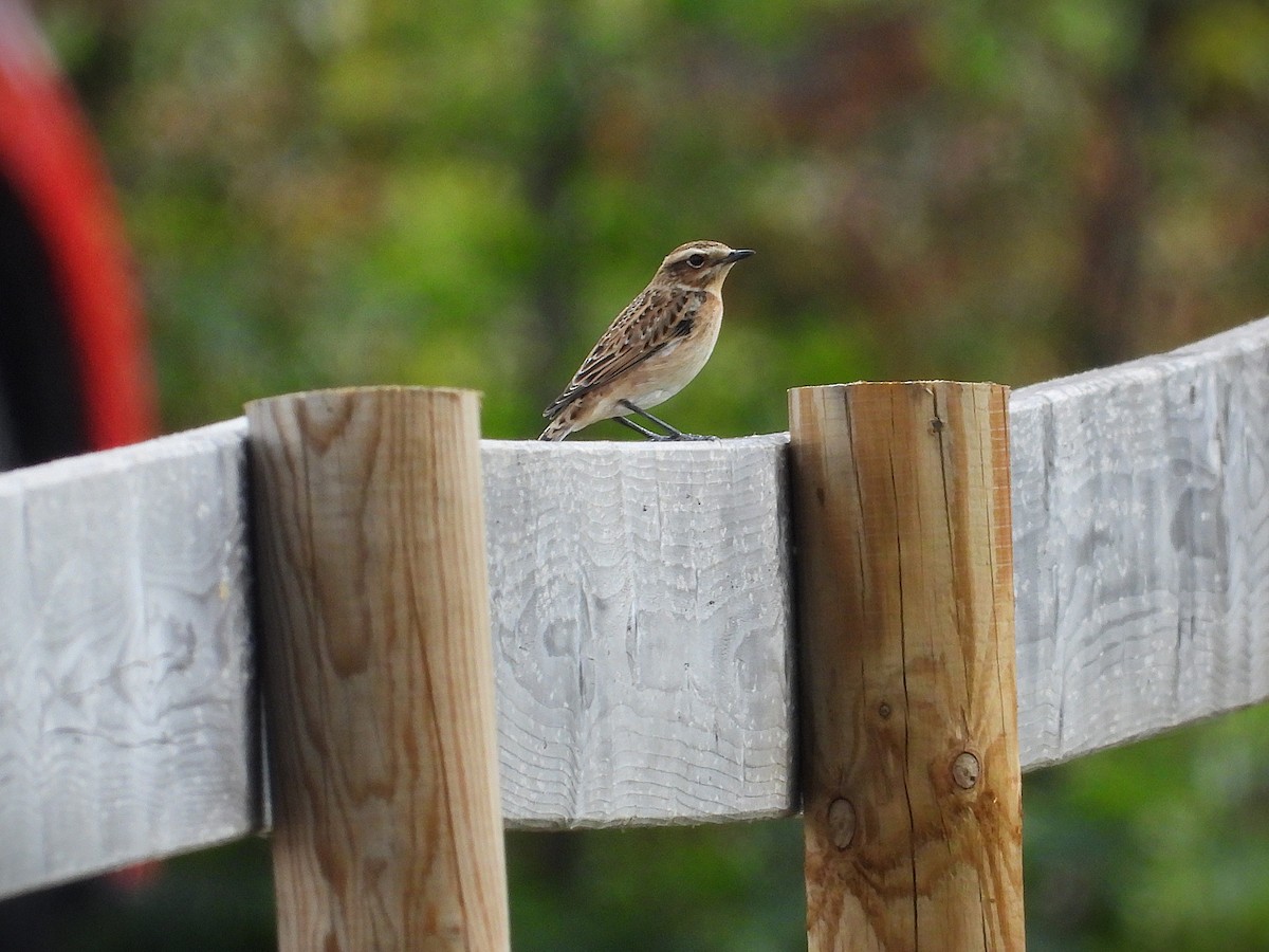 Whinchat - ML641331628