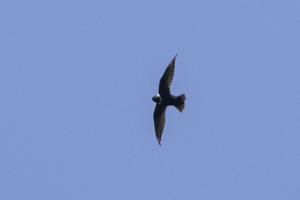 White-collared Swift - ML641331629
