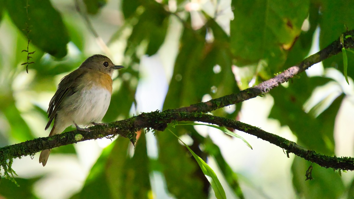 Fulvous-chested Jungle Flycatcher - ML641331632