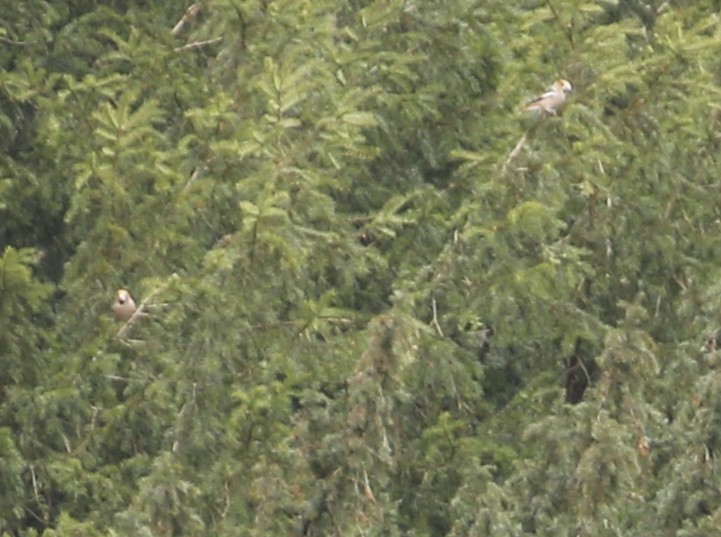 Hawfinch - ML641331661