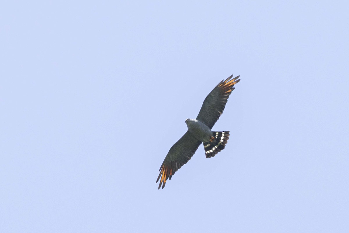 Plumbeous Kite - ML641331666