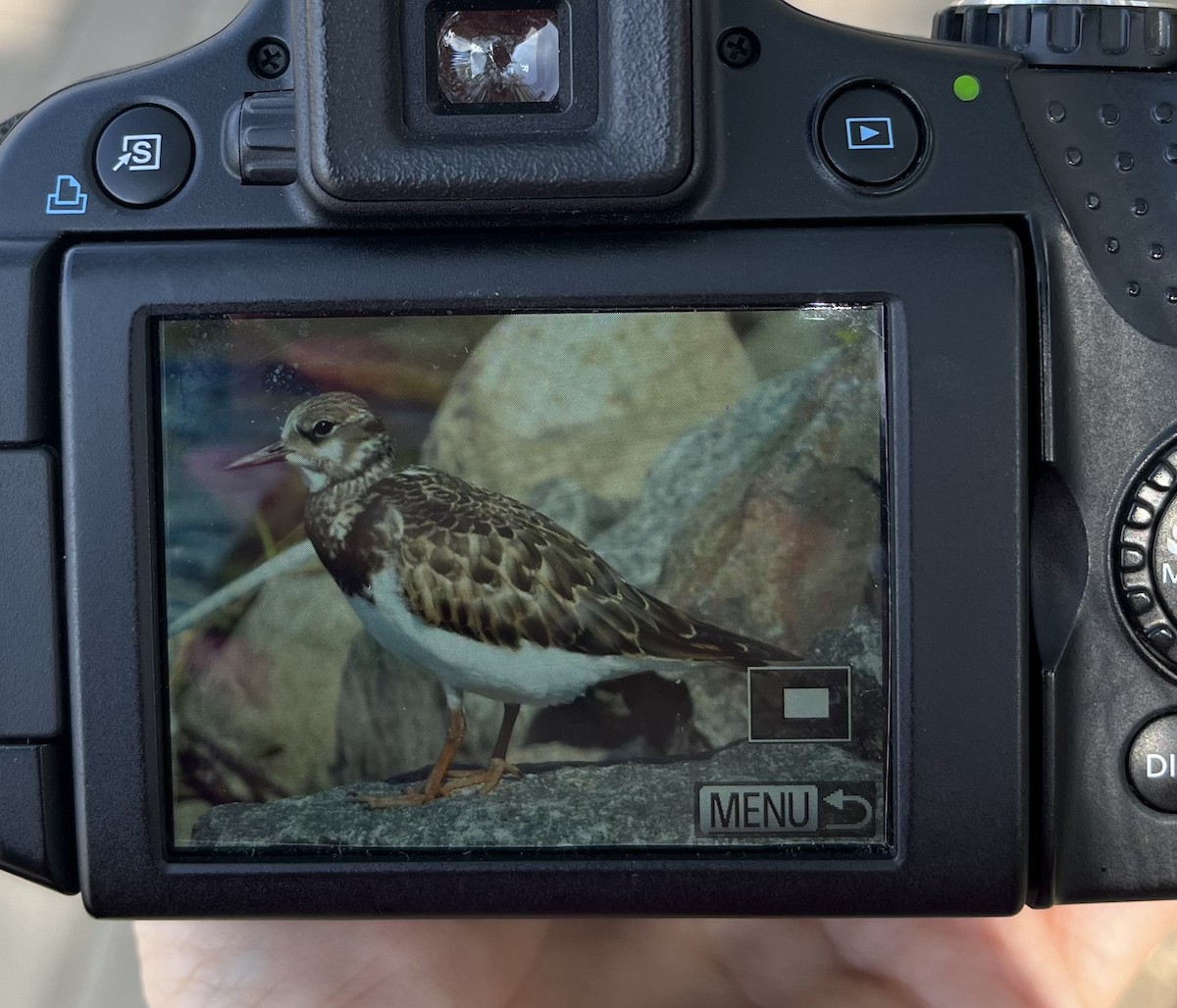 Ruddy Turnstone - ML641331681