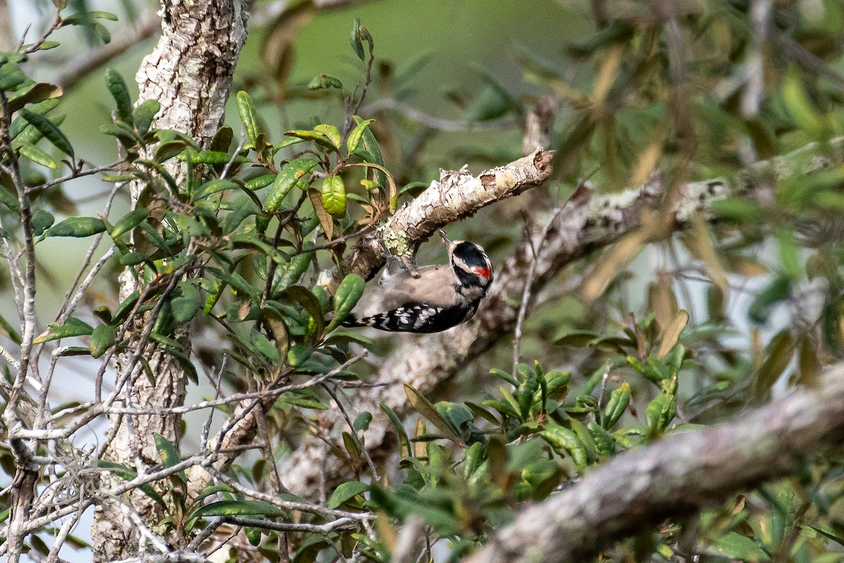 Downy Woodpecker - ML641331689