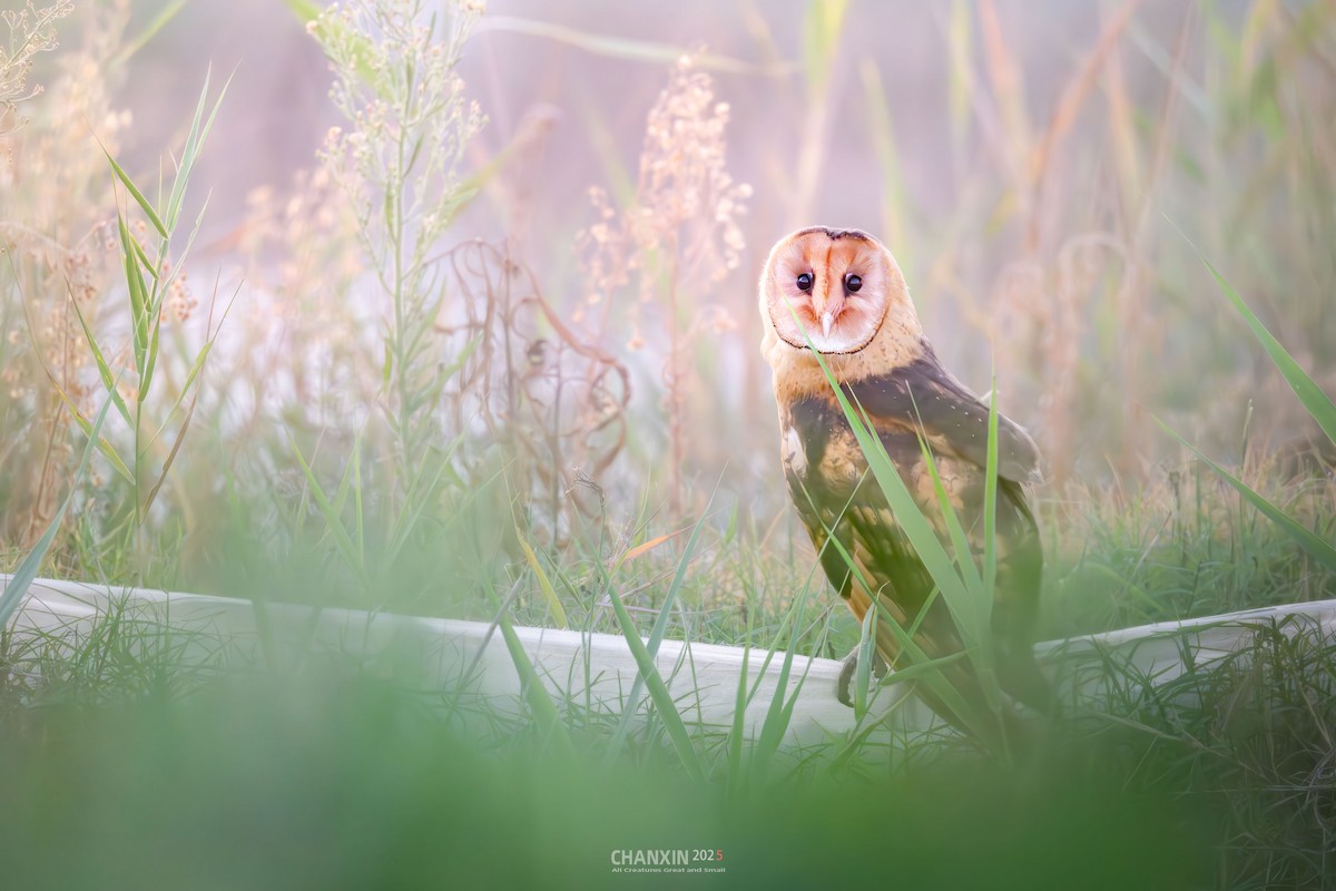 Australasian Grass-Owl - ML641331690