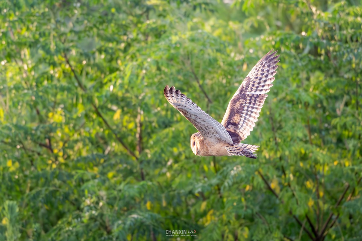 Australasian Grass-Owl - ML641331691