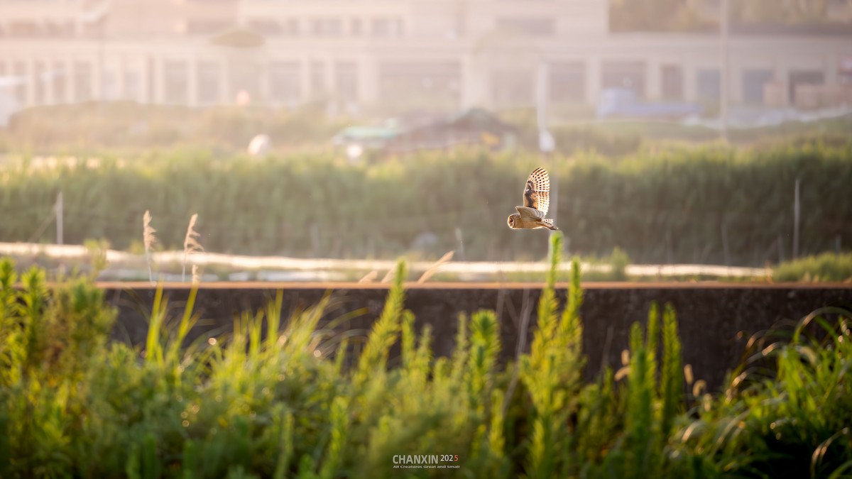 Australasian Grass-Owl - ML641331692