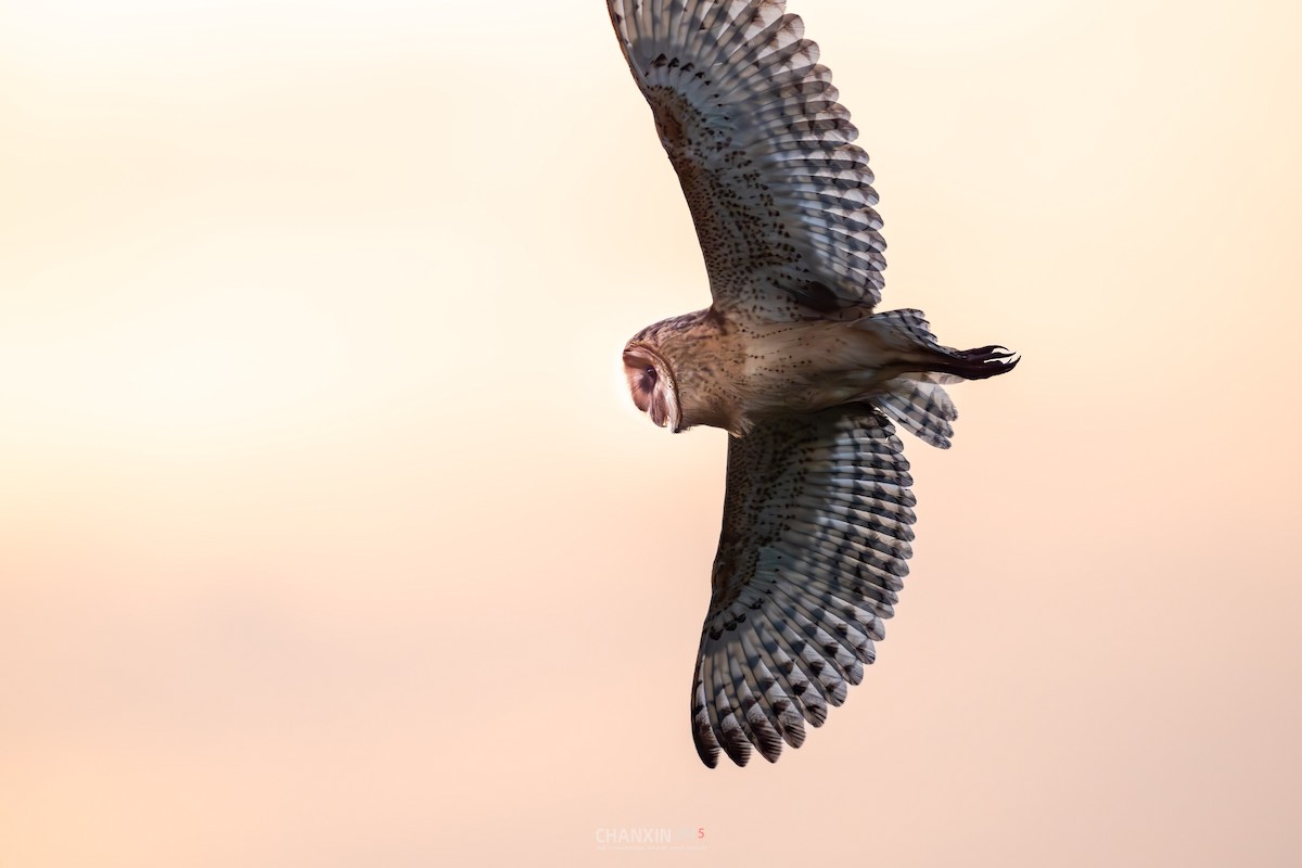 Australasian Grass-Owl - ML641331694
