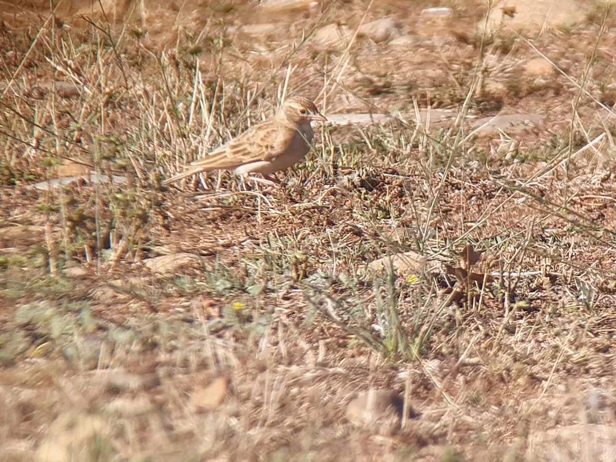 Greater Short-toed Lark - ML641331700