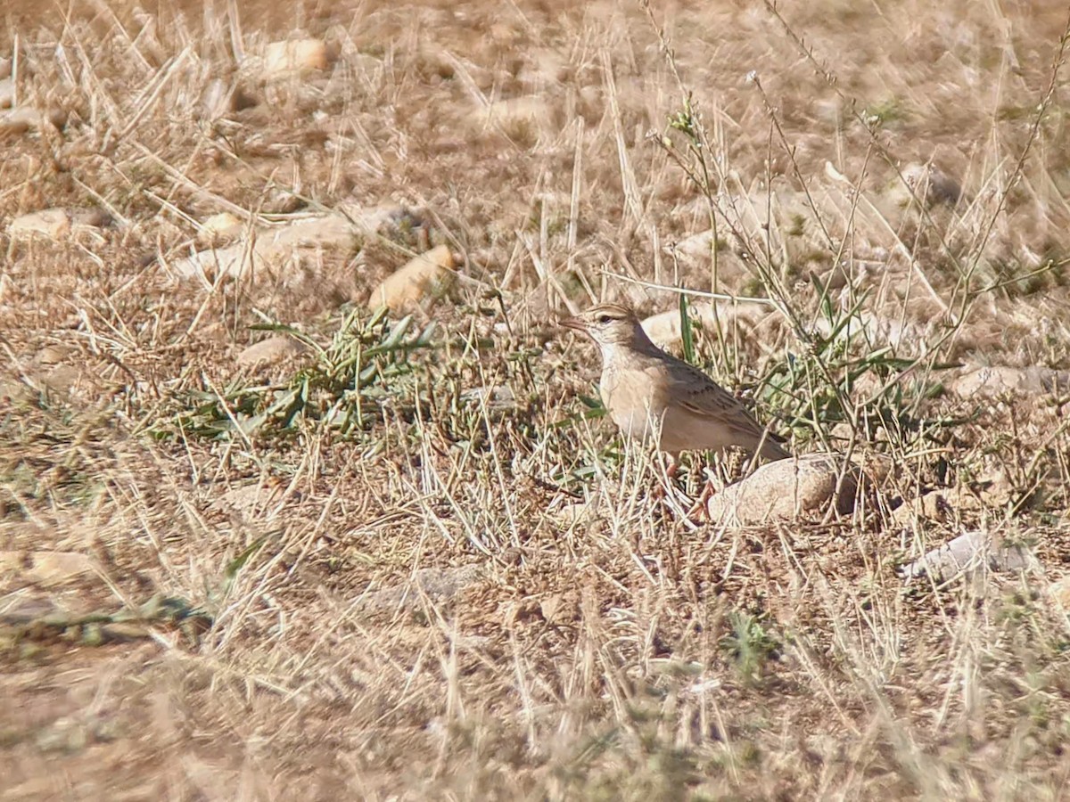 Greater Short-toed Lark - ML641331703