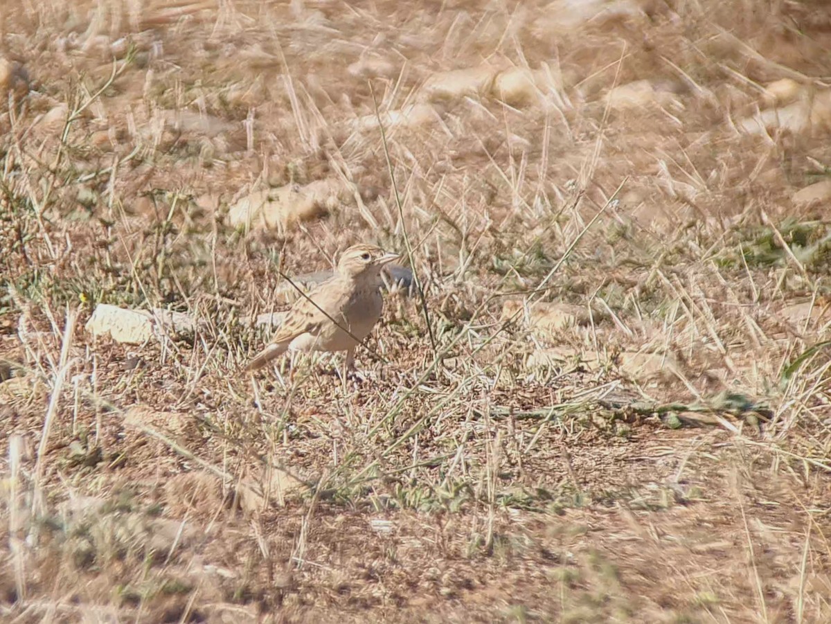 Greater Short-toed Lark - ML641331704