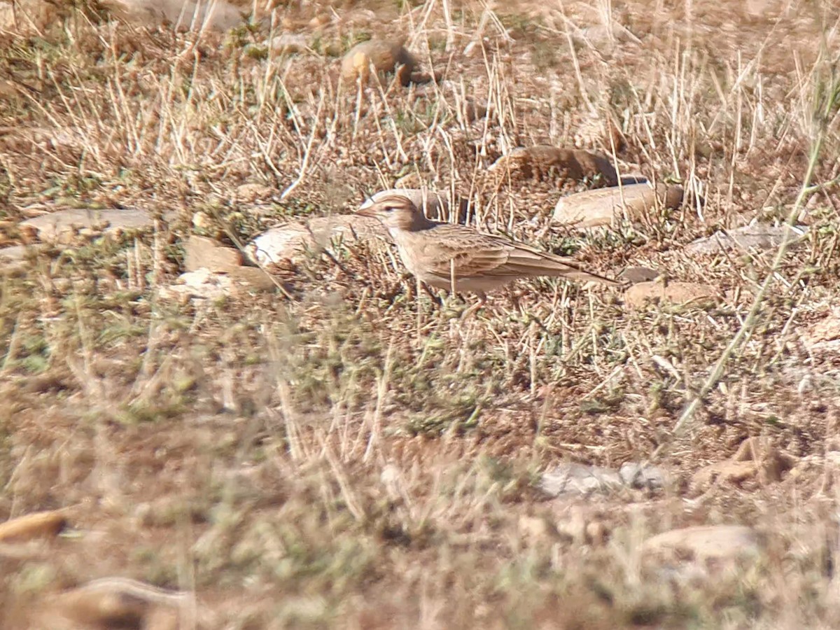 Greater Short-toed Lark - ML641331705