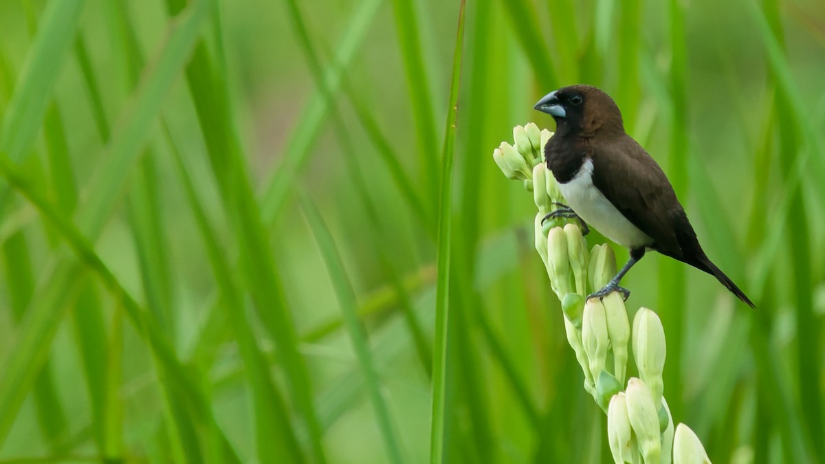 Javan Munia - ML641331791