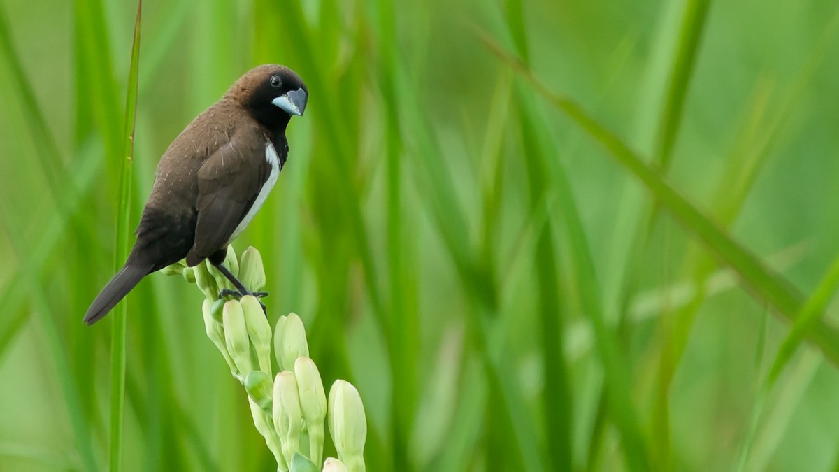 Javan Munia - ML641331792