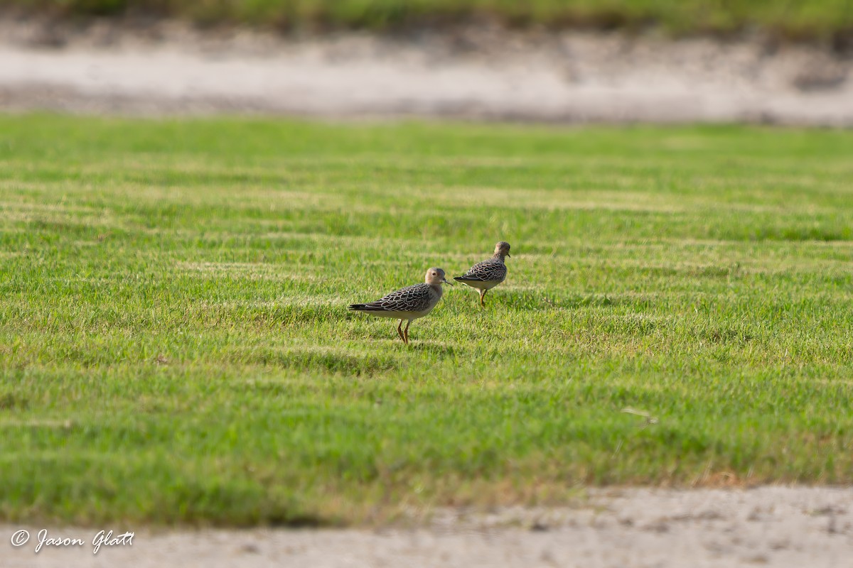 Buff-breasted Sandpiper - ML641331842