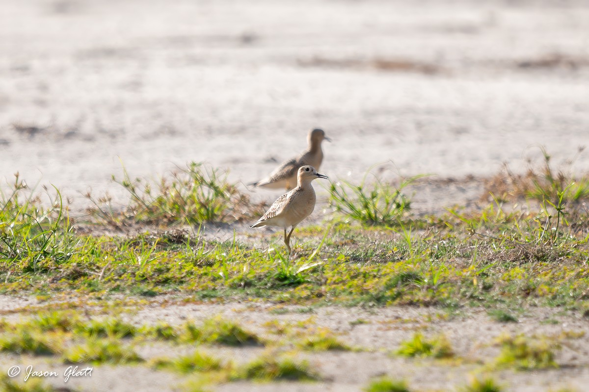 Buff-breasted Sandpiper - ML641331843