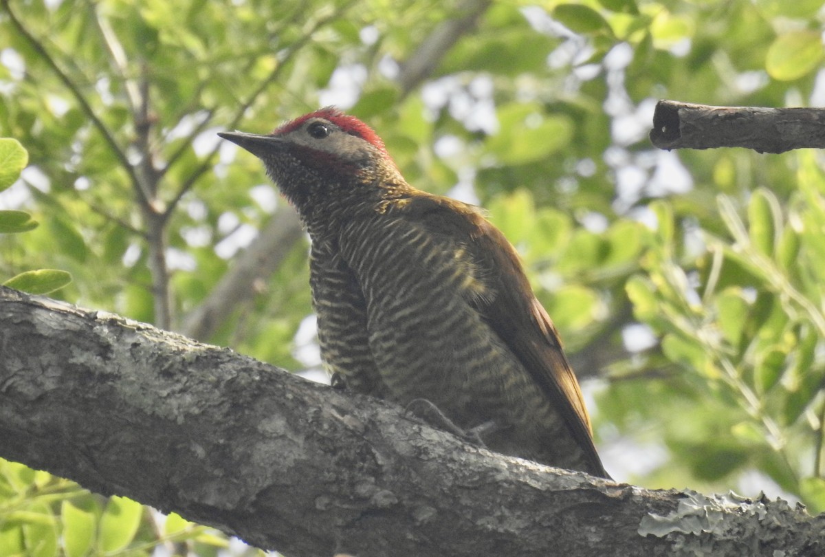 Golden-olive Woodpecker - ML641331936