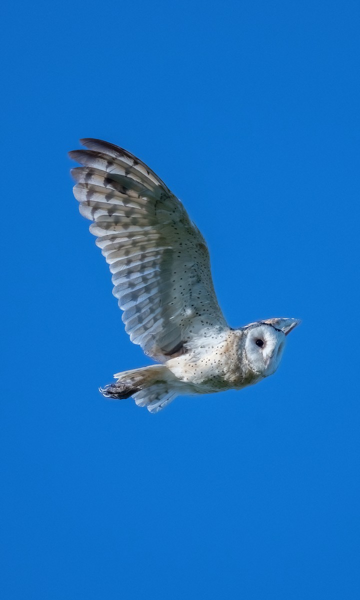 Australasian Grass-Owl - ML641331950