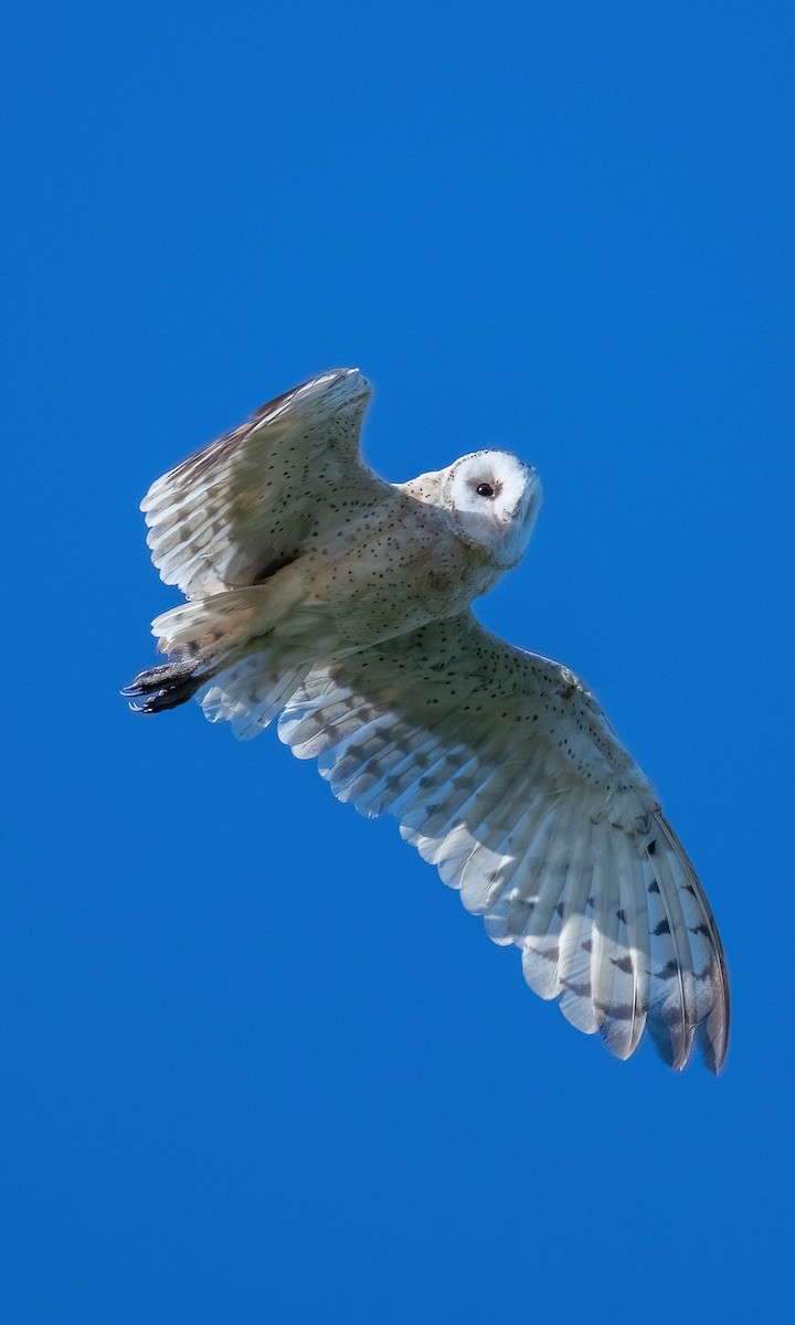 Australasian Grass-Owl - ML641331951