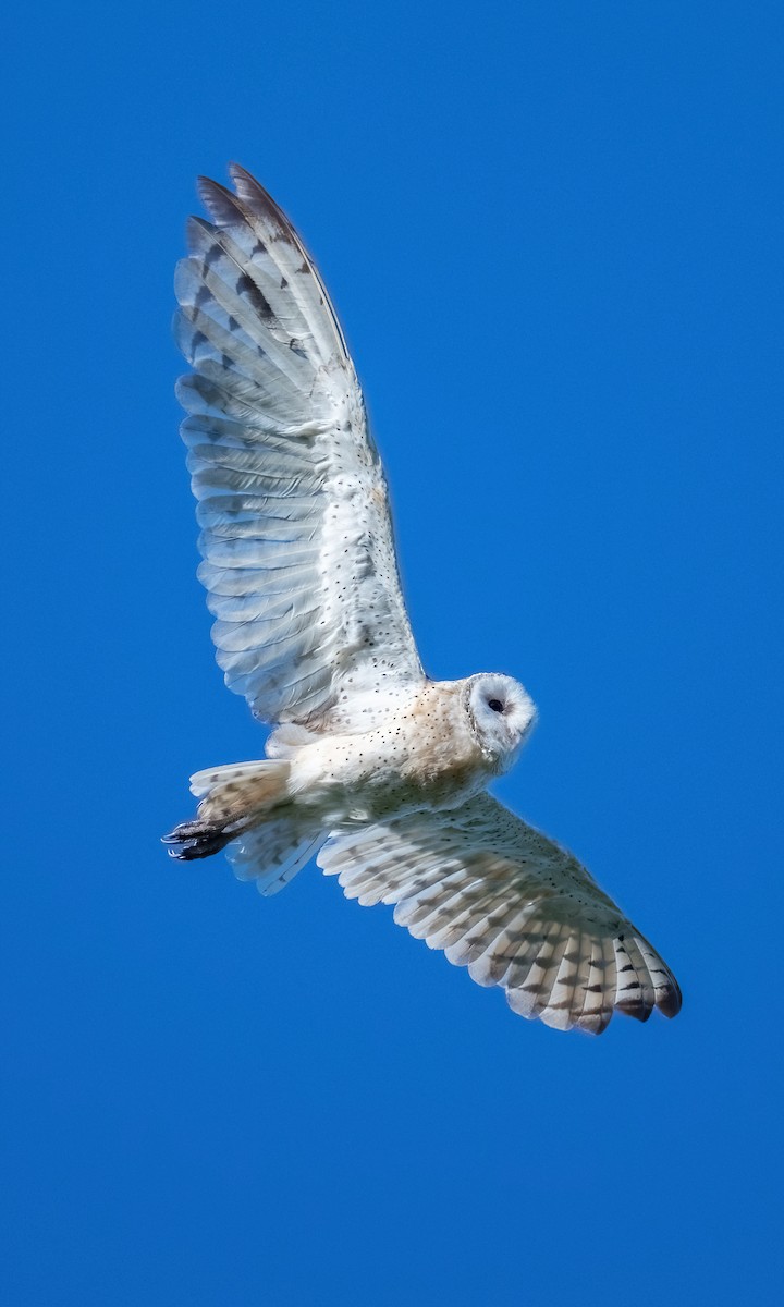 Australasian Grass-Owl - ML641331952