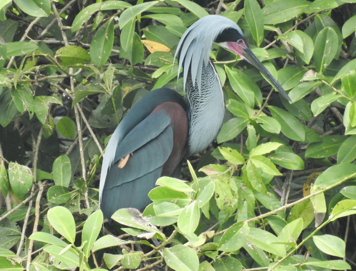 Agami Heron - ML641331969