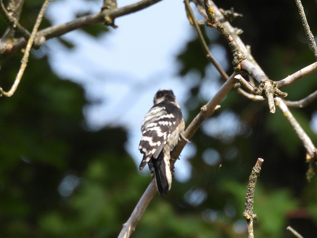 Lesser Spotted Woodpecker - ML641331974