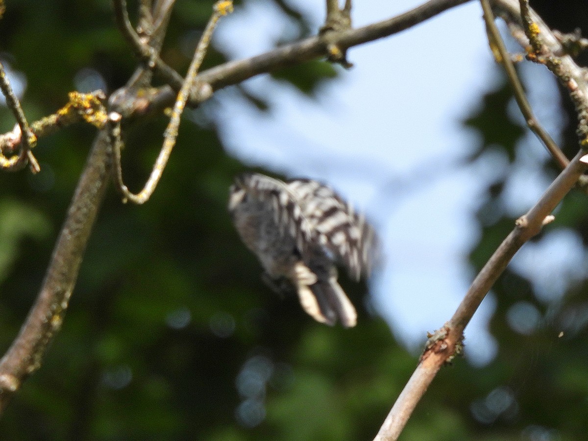 Lesser Spotted Woodpecker - ML641331975