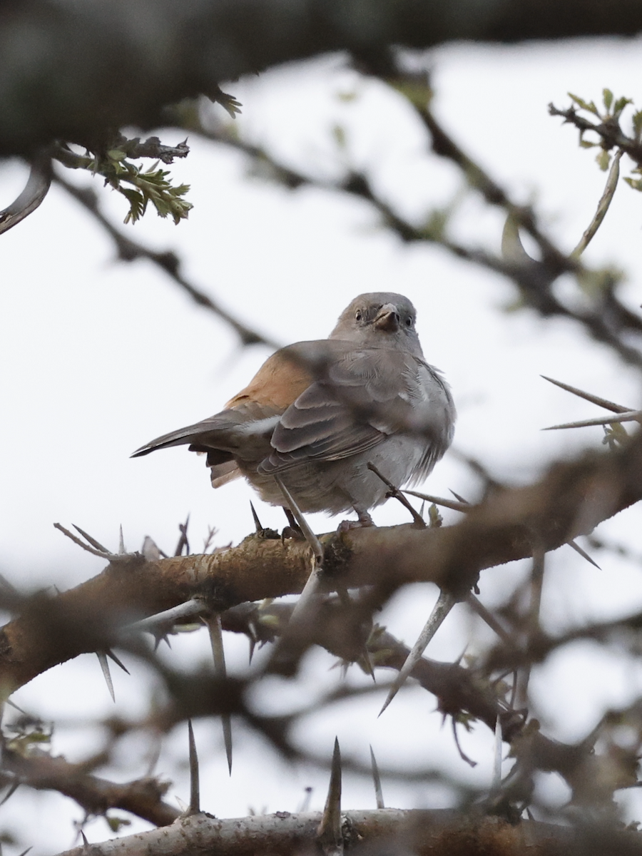 Swahili Sparrow - ML641331981