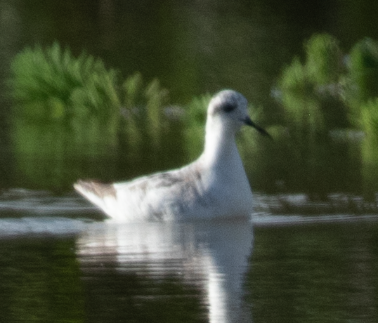 Red-necked Phalarope - ML641331988