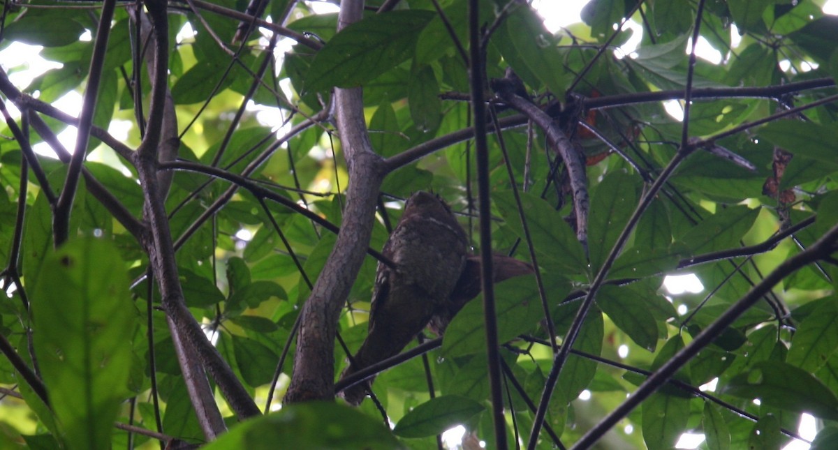 Sri Lanka Frogmouth - ML641331991