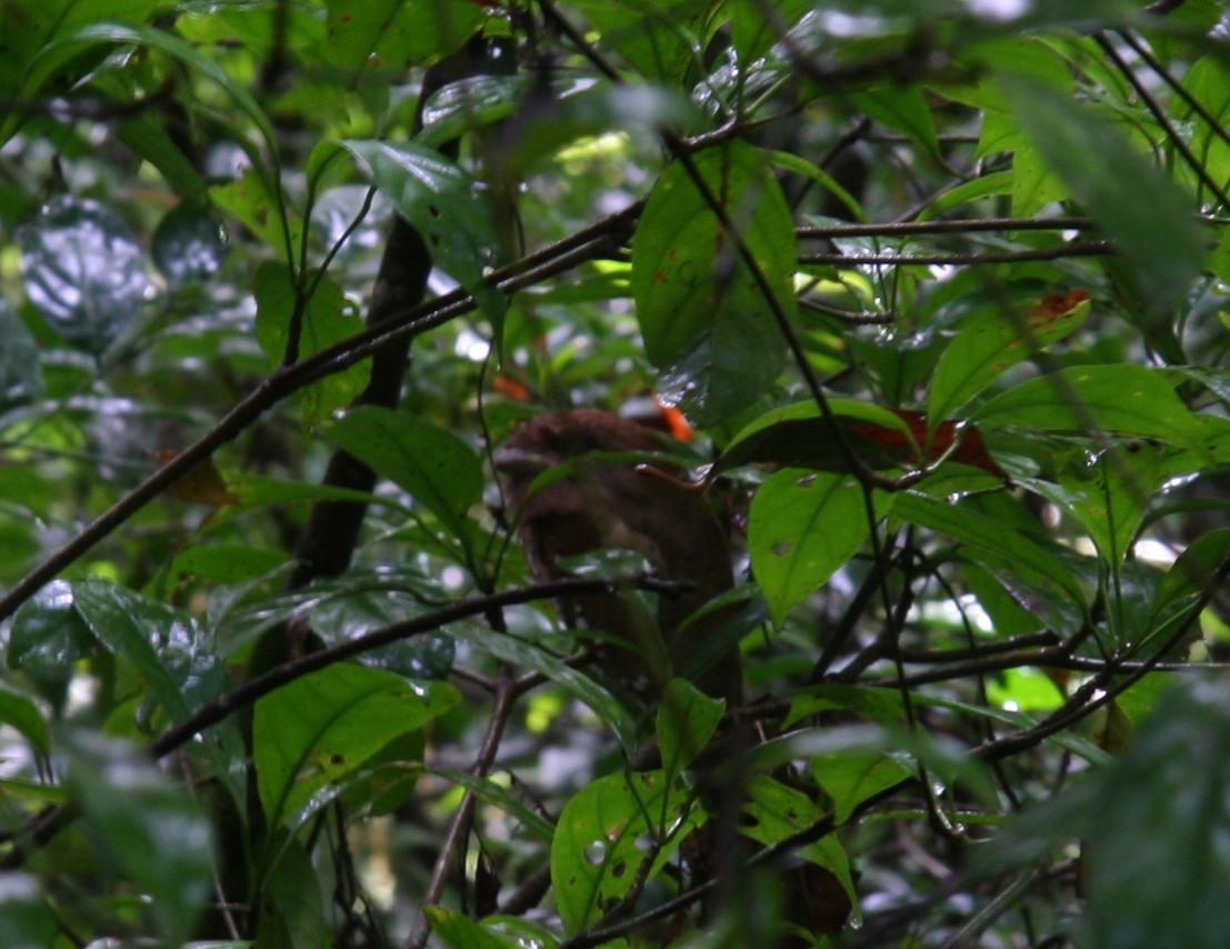 Sri Lanka Frogmouth - ML641331992