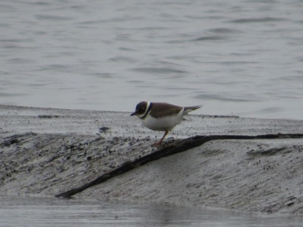 Common Ringed Plover - Marcin Romanowski
