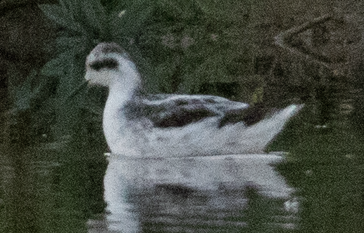 Red-necked Phalarope - ML641332036