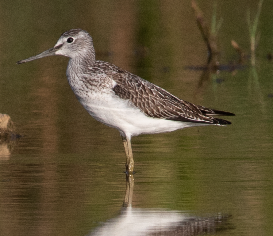 Common Greenshank - ML641332039