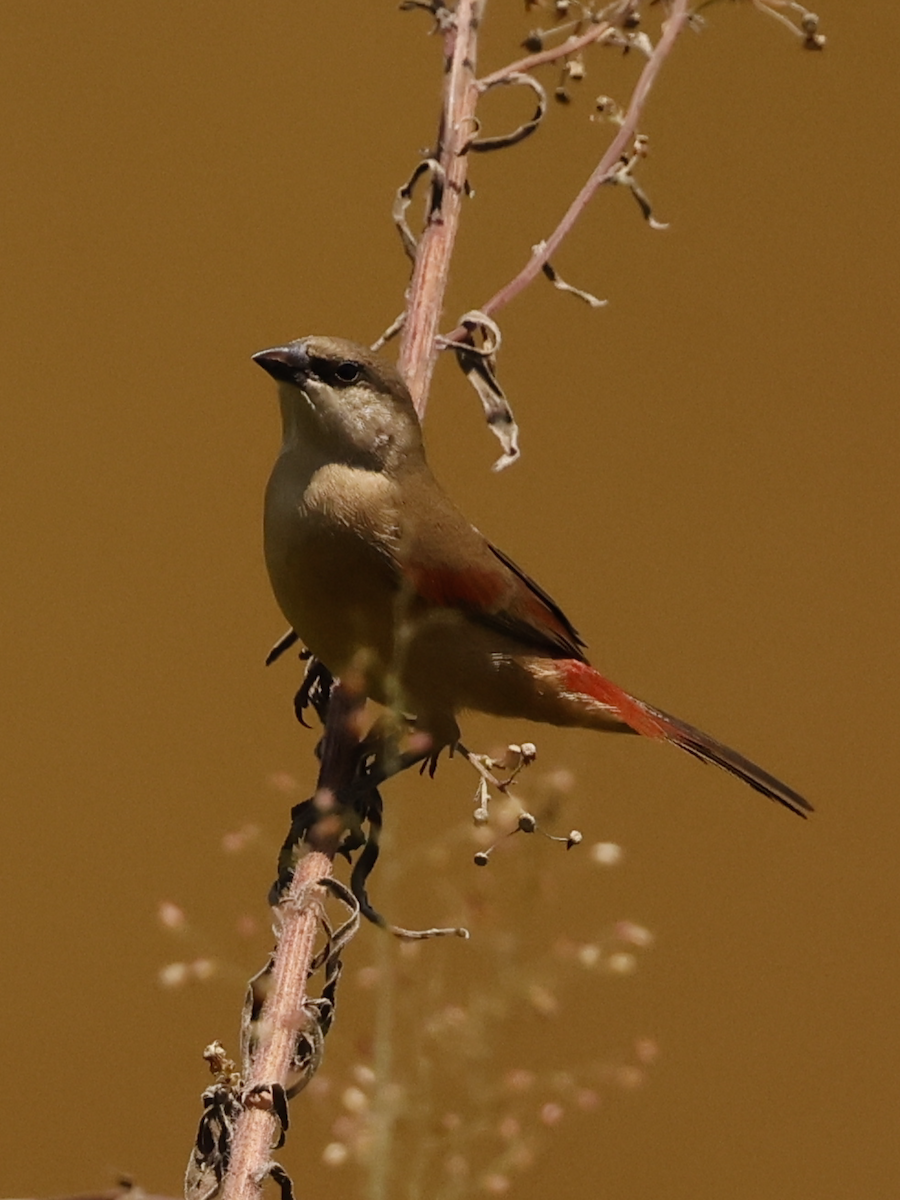 Crimson-rumped Waxbill - ML641332063