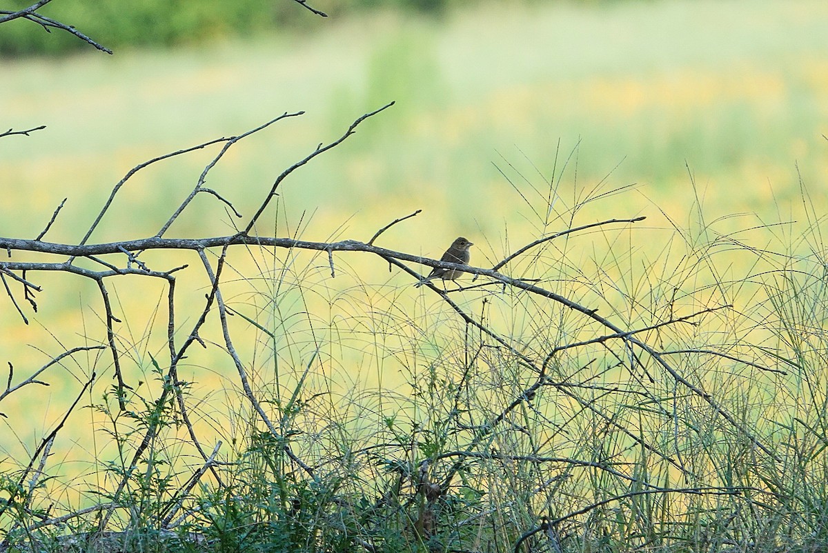 Indigo Bunting - ML641332073