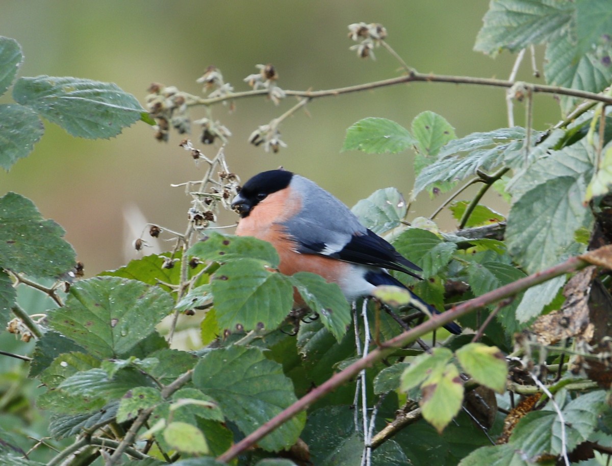 Eurasian Bullfinch - ML641332143