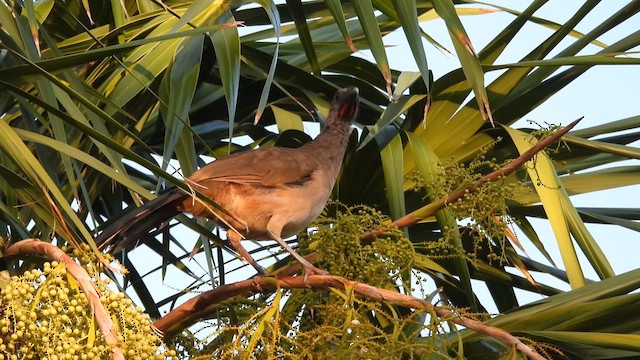Plain Chachalaca - ML641332148
