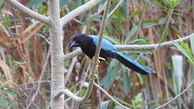 Yucatan Jay - ML641332159