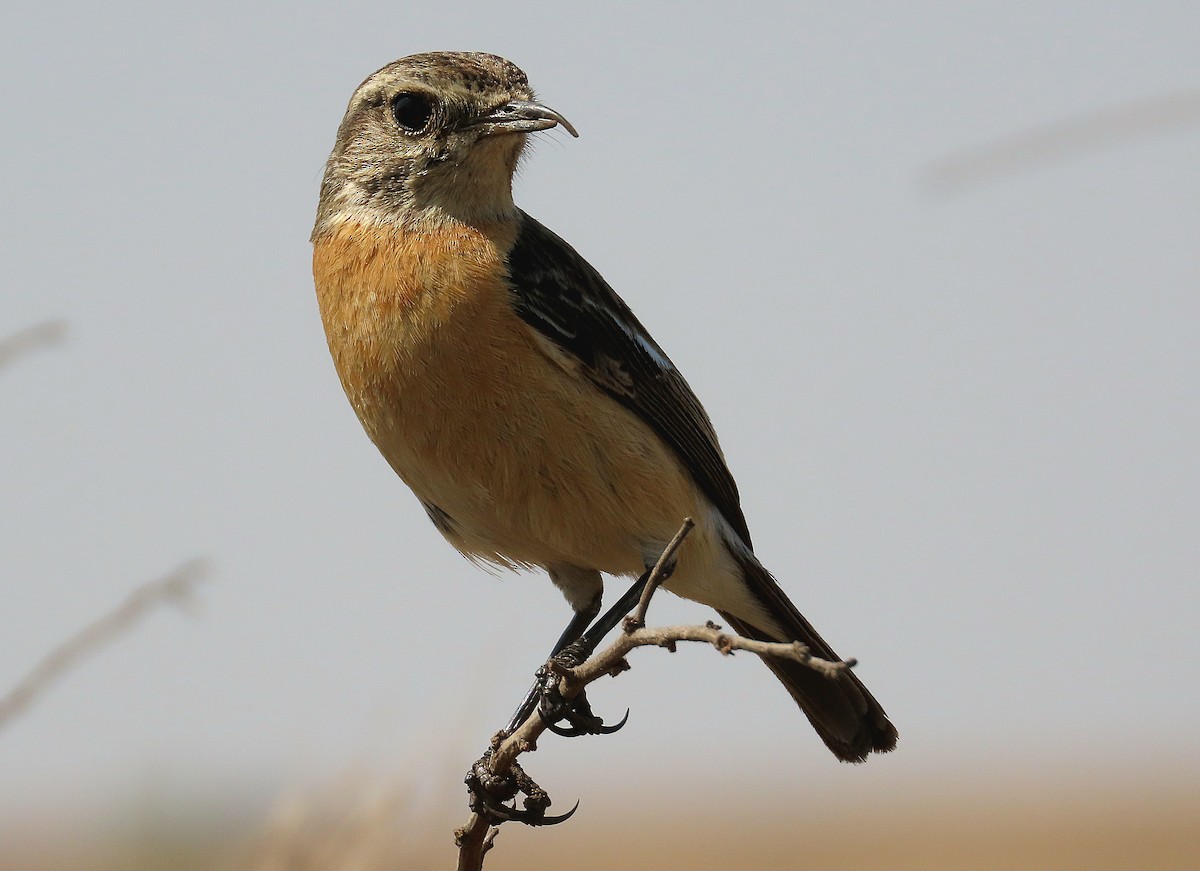 African Stonechat - ML641332185