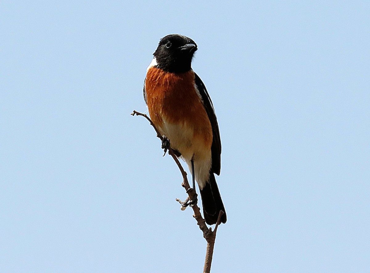 African Stonechat - ML641332186