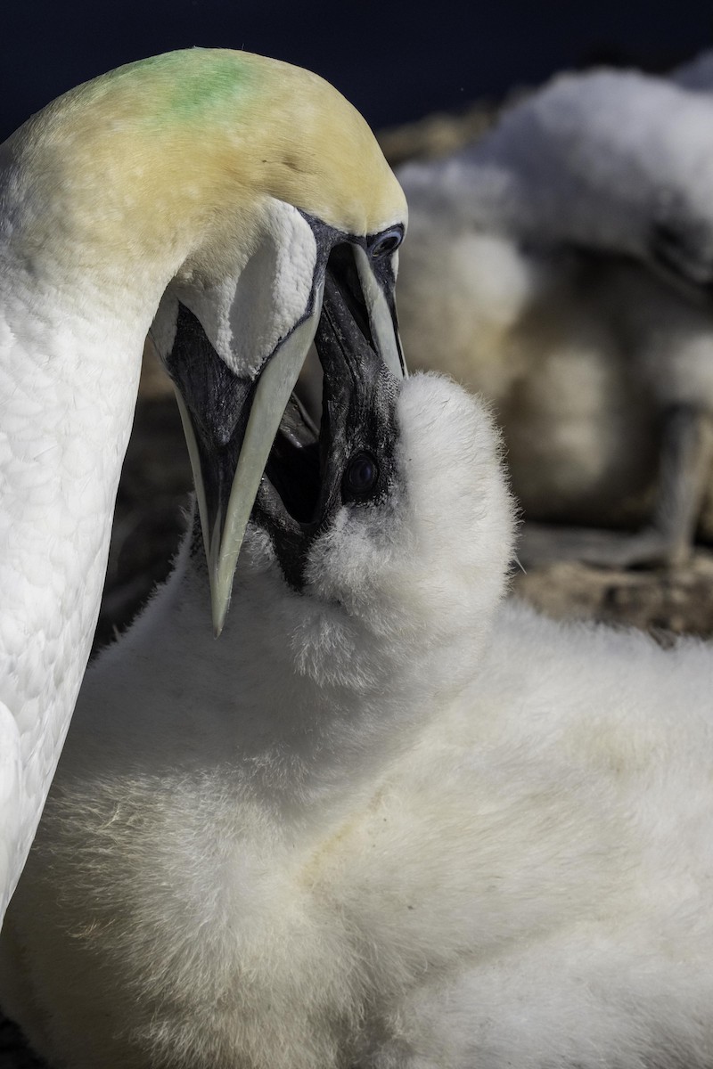 Northern Gannet - ML641332187