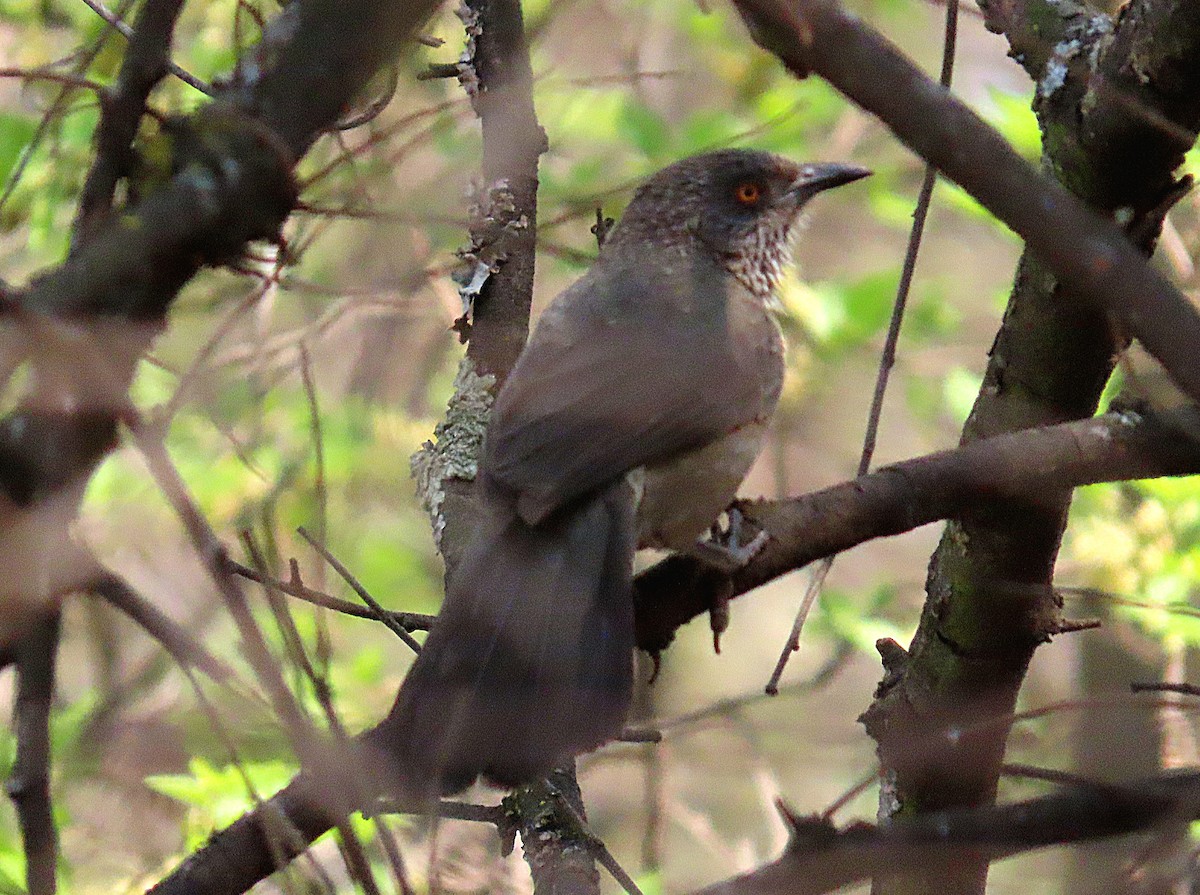 Arrow-marked Babbler - ML641332190