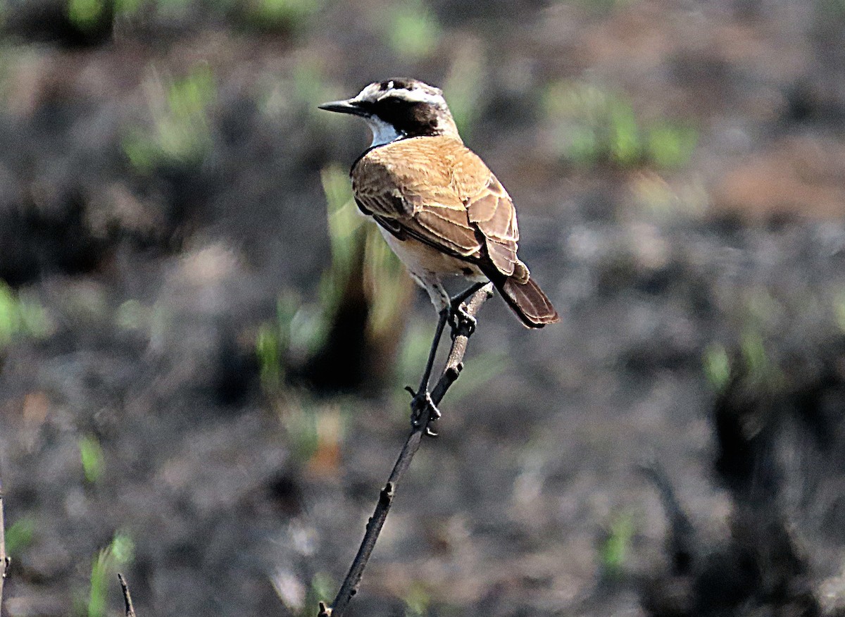 Capped Wheatear - ML641332196